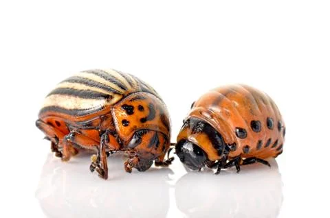 Colorado beetle Stock Photos