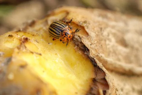 Colorado beetle Stock Photos