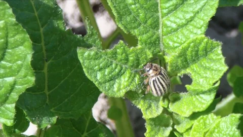 Colorado beetle on potato leaf Stock Footage 76661005