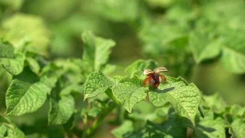 Colorado beetle ready to fly Stock Footage 136883654