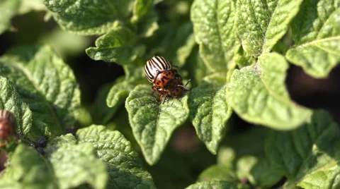 Colorado beetles on a bed of potato Stock Footage 49927277