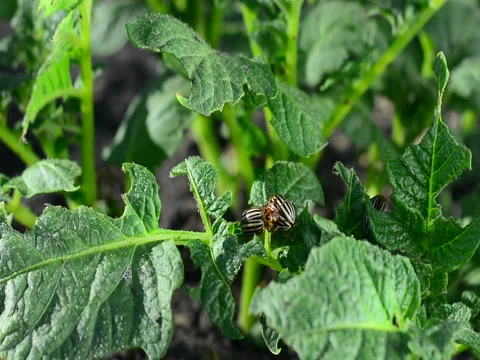 Colorado beetles crawl over a young potato bush Stock Footage 89662769