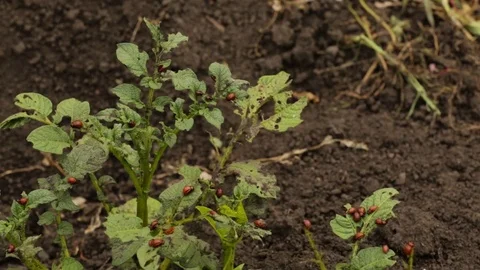 Colorado beetles its larvae sitting on the leaf of potato Stock Footage