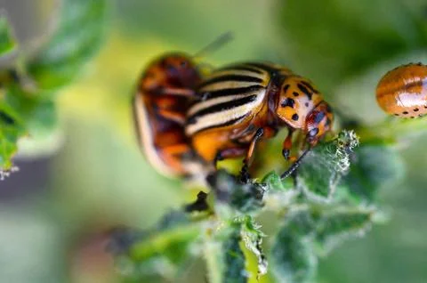 Colorado beetles mating during the sitting on a potato bush Fotos de archivo