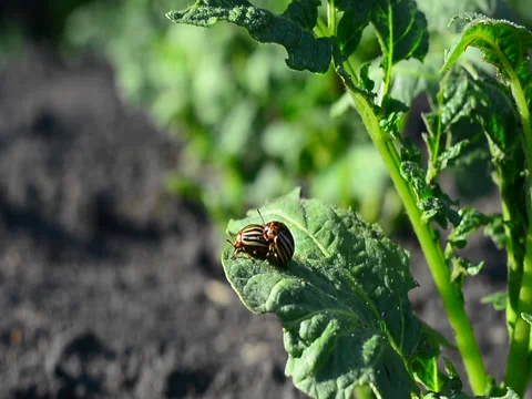 Colorado beetles multiply on a potato leaf Stock Footage 89662636