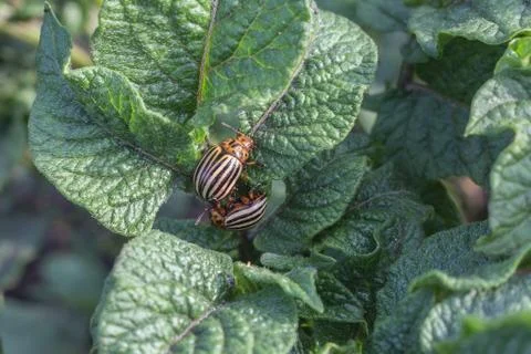 Colorado beetles Photos
