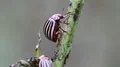 Colorado beetles on potato plant HD Footage