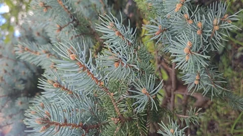 Colorado Blue Spruce Stock Footage 287664581