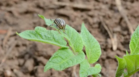 Colorado bug on spring potato  leaf Stock Footage 11979148