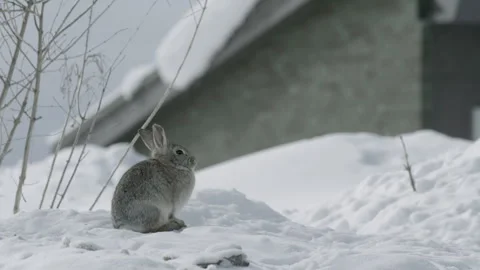 Colorado Cute Rabbit Stock Footage 255229971