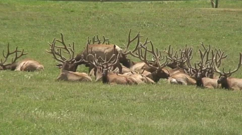 Colorado elk Video stock 494089