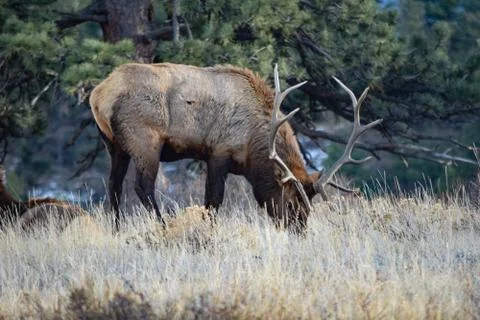 Colorado Elk Stock Photos