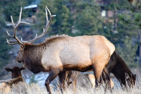 Colorado Elk Stock Photos