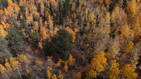 Colorado Fall Colors Stock Footage 96670790