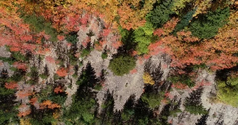 Colorado fall foliage Stock Footage 95078655