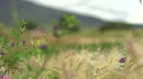 Colorado Flower Slow Motion Stock Footage