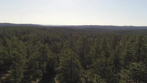 Colorado Forest 2 動画素材 250352258