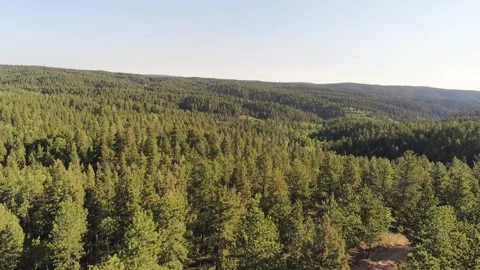 Colorado Forest 3 動画素材 250352285