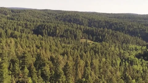 Colorado Forest 4 動画素材 250352292