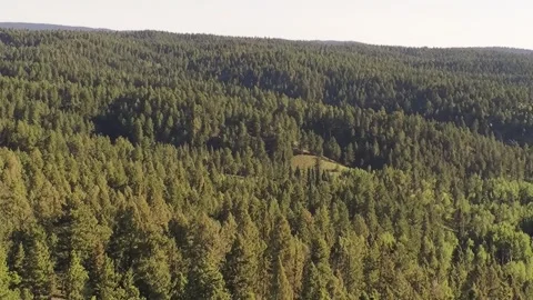 Colorado Forest 5 Stock Footage 250352295