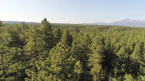 Colorado Forest 動画素材 250352316