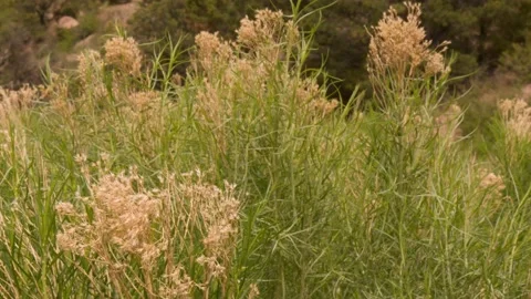 Colorado Grass Blowing In The Wind Stock Footage 132345688