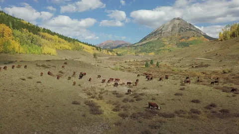 Colorado Mountain Cows Stock Footage