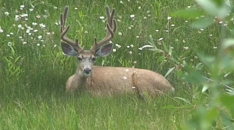 Colorado mule deer Video stock 491055