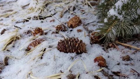 Colorado Pine Cones in Snow at Base of Tree Stock Footage 200916726