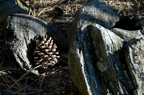 A Colorado Pinecone Stock Photos
