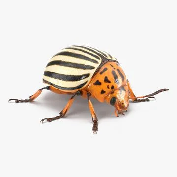 Colorado Potato Beetle 3D Model