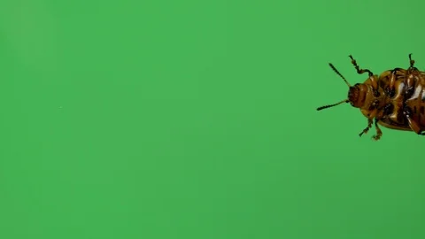 Colorado potato beetle bug walking on green screen. bottom view Stock Footage 94087892