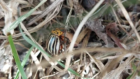 Colorado potato beetle crawling through dry grass and leaves macro shot 動画素材 346241087