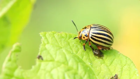 Colorado potato beetle eats a leaf Vidéo 78031482