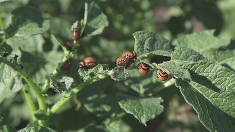 Colorado potato beetle eats a leaf of a potato plant. Stock Footage 94203462
