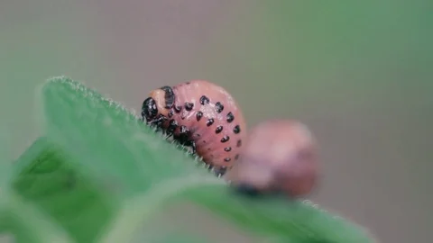 Colorado potato beetle eats a leaf of a potato plant FullHD Stock Footage 96130495