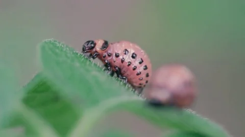 Colorado potato beetle eats a leaf of a potato plant FullHD Stock Footage 96130671