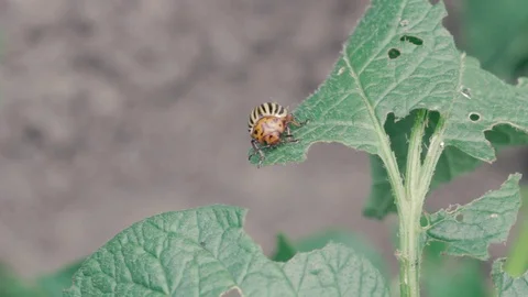 Colorado potato beetle eats a leaf of a potato plant FullHD Stock Footage 96130714