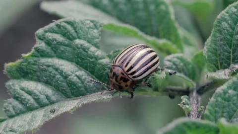 Colorado potato beetle eats a leaf of a potato plant FullHD Stock Footage 96130843