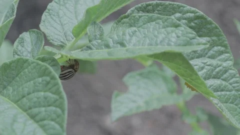 Colorado potato beetle eats a leaf of a potato plant FullHD Stock Footage 96130921