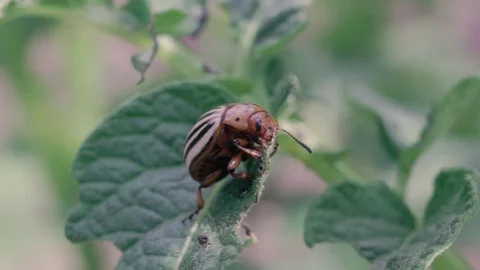 Colorado potato beetle eats a leaf of a potato plant FullHD Stock Footage 96131099