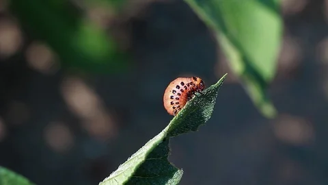 Colorado potato beetle eats a leaf of a potato plant FullHD Stock Footage 96131410