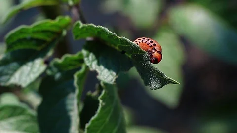 Colorado potato beetle eats a leaf of a potato plant FullHD Stock Footage 96131458