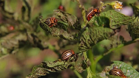 The Colorado potato beetle eats the leaves and lays the larvae on potato tops 库存影片 138498625