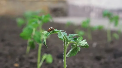 The Colorado potato beetle eats leaves and flowers of potatoes. Parasites bugs Stock-Footage 196287882