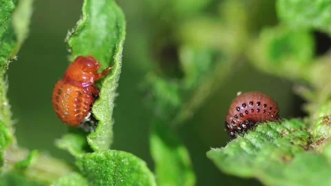 Colorado potato beetle Eats potato crop. Stock Footage 111953683