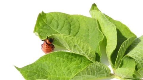 Colorado potato beetle Stock Footage 7905083