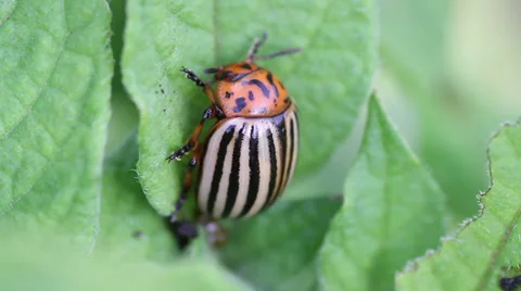 Colorado potato beetle Stock Footage 33376322