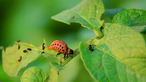 Colorado Potato Beetle Stock Footage 80477220