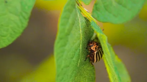 Colorado Potato Beetle Stock Footage 80477231
